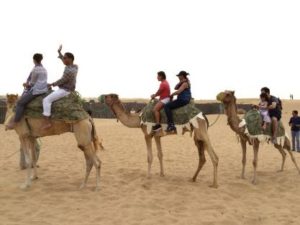 Camel ride in the Desert – Dubai U.A.E