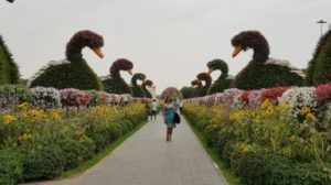 Miracle Garden - Dubai U.A.E