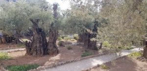 Olive Trees, hundreds of years old – Garden of Gethsemane Jerusalem. Female Solo travels in the Middle East