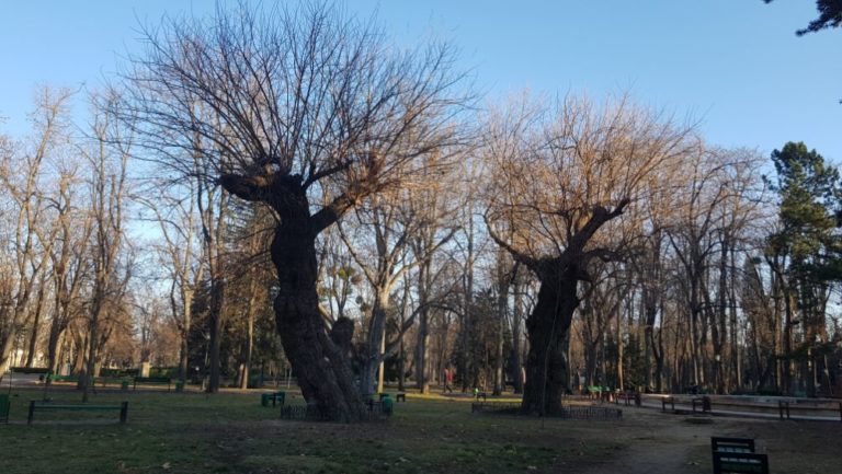 Stefan Cel Mare Park