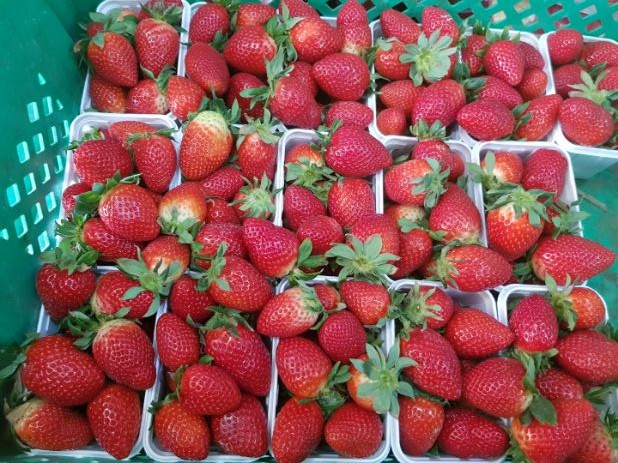 Marsaxlokk Market (lots of fresh fruits)