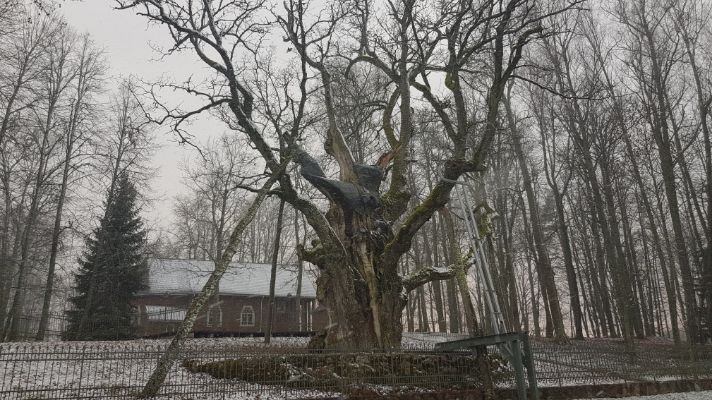 the Stelmuze Oak...oldest Oak in Lithuania and in Europe (The only country with its on scent - Lithuania)