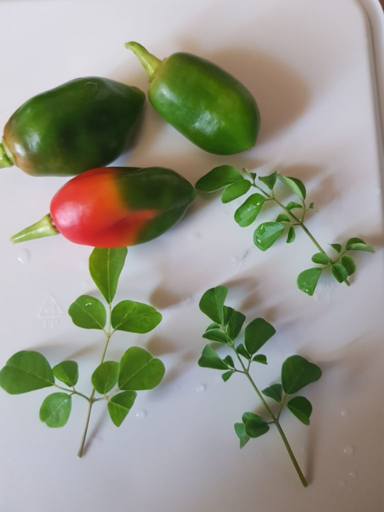 Pimento seasoning peppers and Moringa, picked from my "flower pot" garden, 25 ways to cope alone during coronavirus lock-down