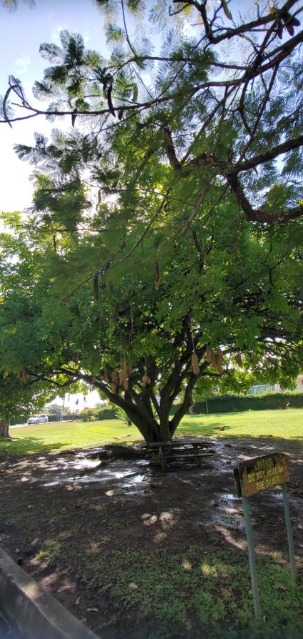 A tree with a very big and unusual fruit at Dominica Botanic Gardens. Dominica, the Nature Island of the Caribbean.