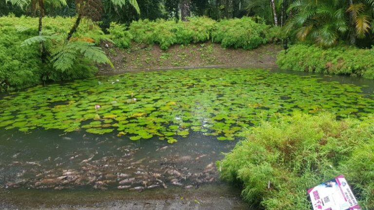 A waterlily pond with fish at the Balata Garden. Martinique, the Caribbean Island of Flowers