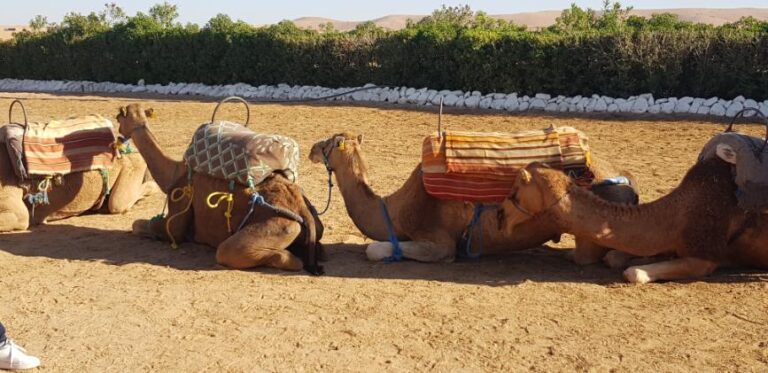 Camels in the Agafay Desert. Morocco, the Western Kingdom of Africa