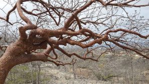 Seru Largu - Kranlendijk Bonaire . solo travel in Caribbean and Americas