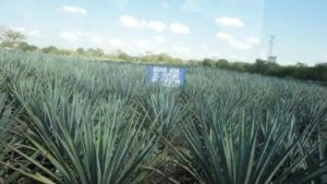Agave Plants for Tequila - Mexico. solo travel in Caribbean and Americas