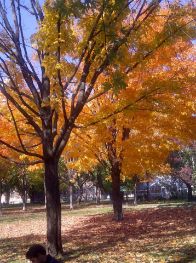 Allen City Park – Toronto Canada