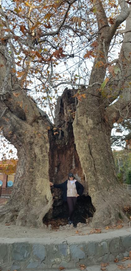 Giant Plane Tree - Platanus Orientalis (more than 900 years old tree in Telavi, Georgia). Georgia, the mystical transcontinental nation