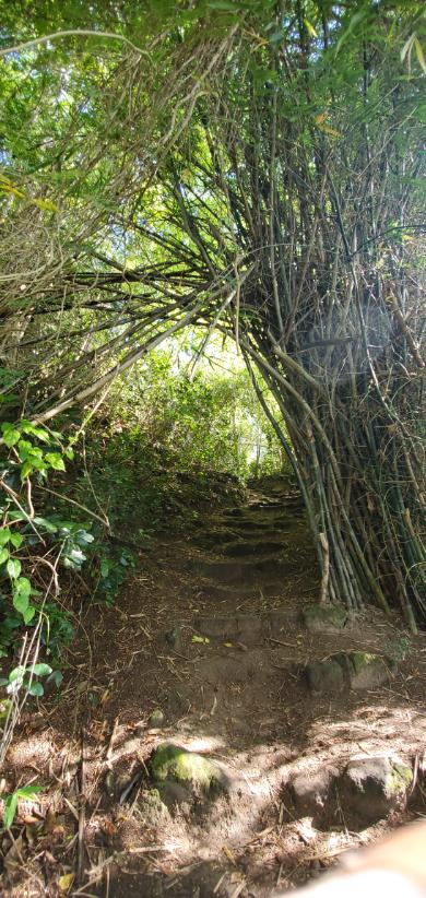 Jack’s Walk pathway to Morne Bruce. Dominica, the Nature Island of the Caribbean.