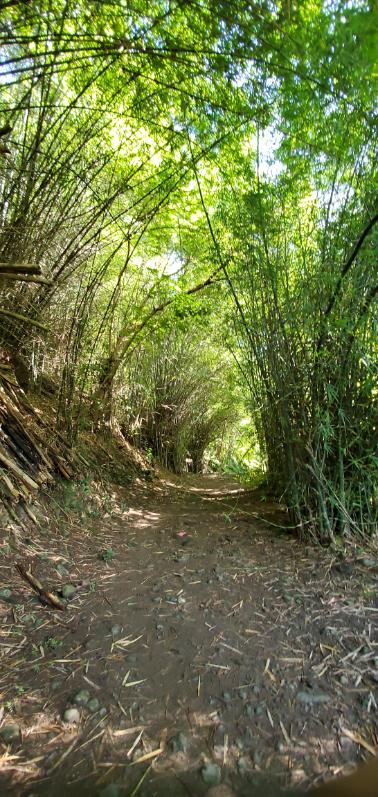 Jack’s Walk pathway to Morne Bruce. Dominica, the Nature Island of the Caribbean.