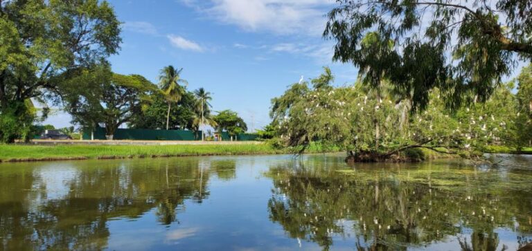 Ponds at Guyana National Park, with trees covered by white birds- Guyana. Guyana, the Land of Many Waters