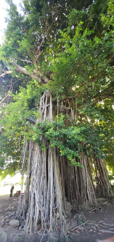 Majestic trees at Dominica Botanic Gardens. Dominica, the Nature Island of the Caribbean.