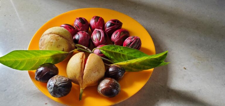 Nutmeg - opened and unopened. Grenada, the Spice Isle of the Caribbean