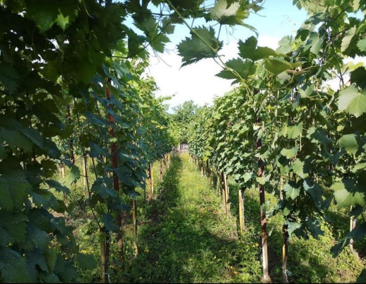 Telavi Vineyard in Kakheti Wine Region. Georgia, the mystical transcontinental nation