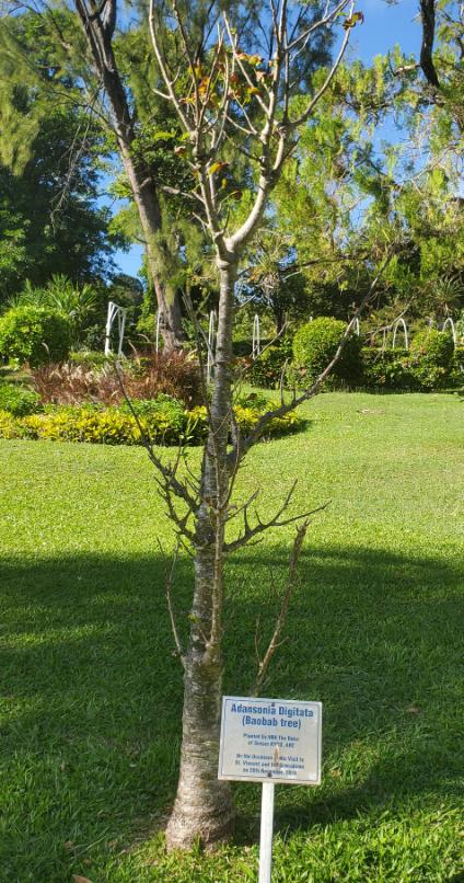 The Baobab Tree planted in the Botanical Gardens by the Duke of Sussex in 2016 . St. Vincent and the Grenadines the Gem of the Antilles