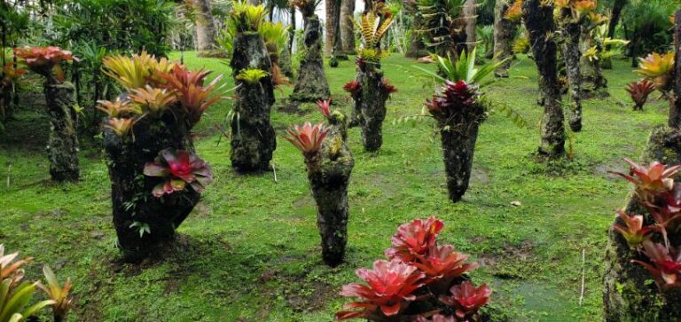 The beautiful flowers at the Balata Garden. Martinique, the Caribbean Island of Flowers
