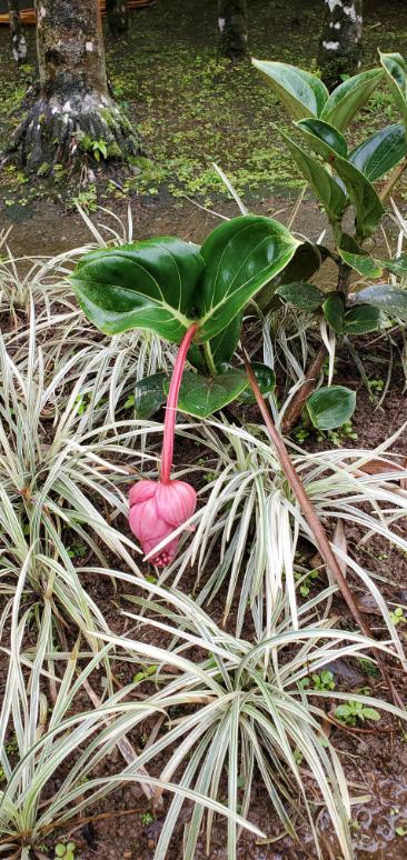 The beautiful flowers at the Balata Garden. Martinique, the Caribbean Island of Flowers