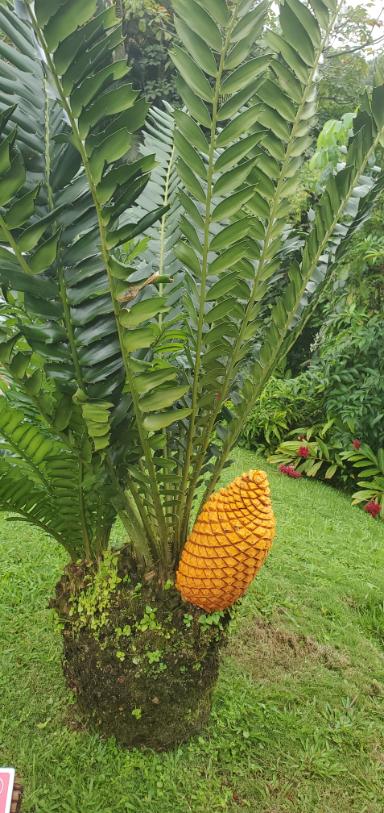 The beautiful flowers at the Balata Garden. Martinique, the Caribbean Island of Flowers