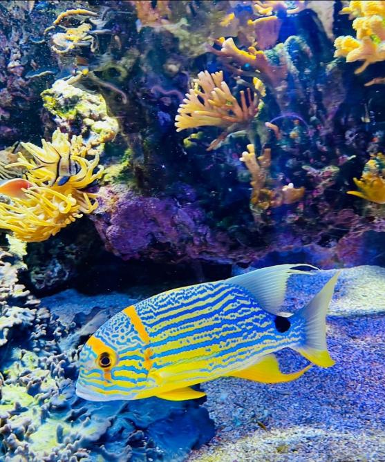 The Aquarium inside the Oceanographic Museum of Monaco, the second-smallest country on earth.