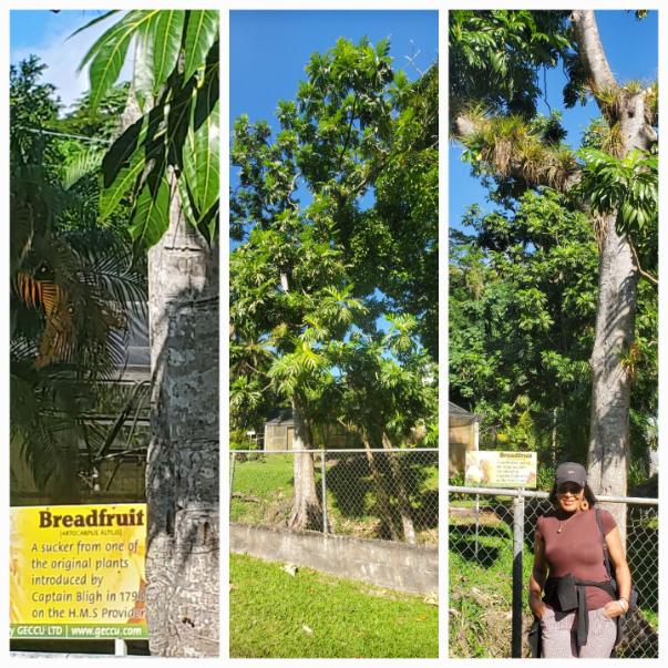The sucker of the oldest Breadfruit tree, gifted by the British navy captain in 1793. St. Vincent and the Grenadines the Gem of the Antilles
