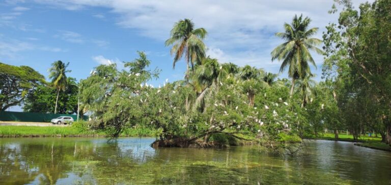 Trees covered by birds- at the Guyana National Park. , the Land of Many Waters.