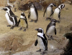 All animals seem happier, esp, Penguins. 20 positives effects of the Covid-19 pandemic